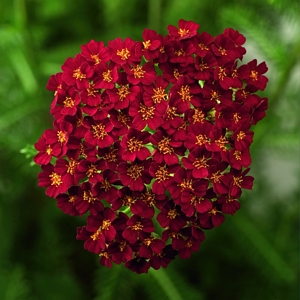 Achillea Desert Eve Red